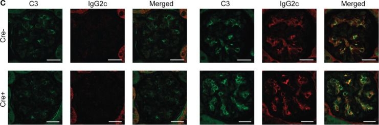 Fig.3.C showing Immunohistochemistry-immunofluorescence in a Mus musculus (House mouse) sample from the publication: The extrafollicular response is sufficient to drive initiation of autoimmunity and early disease hallmarks of lupus.