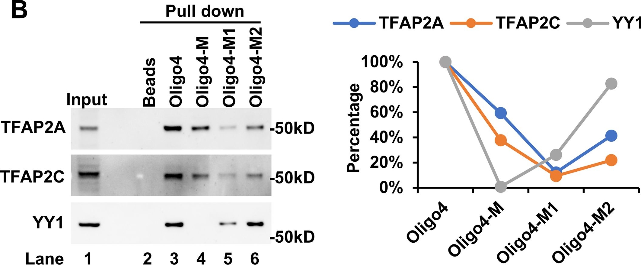Fig.2.B showing Western Blotting in a Homo sapiens (Human) sample from the publication: A genome-wide analysis of YY1 and TFAP2 competition on overlapping motifs reveals their roles in HPV-induced carcinogenesis.