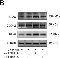 Fig.5.B showing Western Blotting in a Rattus norvegicus (Rat) sample from the publication: HSPA1A inhibits pyroptosis and neuroinflammation after spinal cord injury via DUSP1 inhibition of the MAPK signaling pathway.