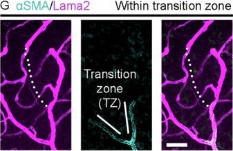 Fig.4.G showing Immunohistochemistry-immunofluorescence in a Mus musculus (House mouse) sample from the publication: Blood flow patterns in mice are regulated by interpericyte tunneling nanotubes connecting functionally-opposite neuronal areas.