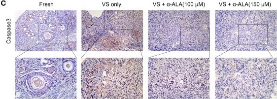 Fig.3.C showing Immunohistochemistry in a Felis catus (Domesticated cat) sample from the publication: Alpha-lipoic acid reduces oxidative damage and ameliorates follicular abnormalities in vitrified cat ovarian tissue.