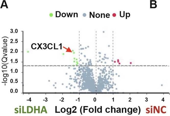 Fig.6.A showing Flow cytometry/Cell sorting from the publication: LDHA-mediated glycolysis in stria vascularis endothelial cells regulates macrophages function through CX3CL1-CX3CR1 pathway in noise-induced oxidative stress.