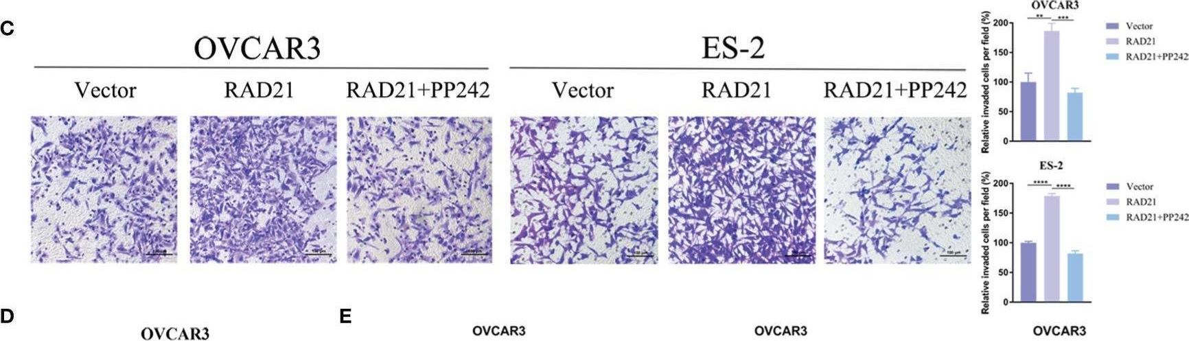 Fig.5.C showing Immunohistochemistry from the publication: RAD21 Confers Poor Prognosis and Affects Ovarian Cancer Sensitivity to Poly(ADP-Ribose)Polymerase Inhibitors Through DNA Damage Repair.