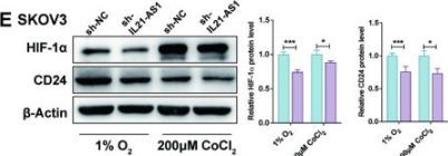 HIF1A Antibody (D5F3M) | Cell Signaling Technology
