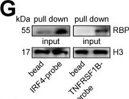 Fig.5.G showing Western Blotting from the publication: Short-term starvation inhibits CD36 N-glycosylation and downregulates USP7 UFMylation to alleviate RBPJ-maintained T cell exhaustion in liver cancer.