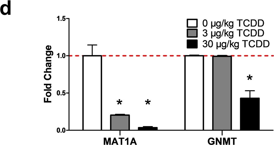 Fig.1.D showing Simple Western - Size in a Mus musculus (House mouse) sample from the publication: 2,3,7,8-Tetrachlorodibenzo-p-dioxin (TCDD) dysregulates hepatic one carbon metabolism during the progression of steatosis to steatohepatitis with fibrosis in mice.