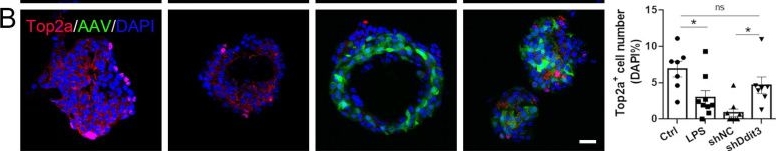 Fig.4.B showing Immunohistochemistry-immunofluorescence in a Mus musculus (House mouse) sample from the publication: Olfactory epithelium organoid models identify Ddit3 as a potential therapeutic target against inflammation-related olfactory sensory neuronal loss and functional deficit.