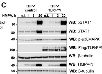 Fig.3.C showing Western Blotting from the publication: The immune receptors TLR4 and SLAMF1 regulate TNF release by human metapneumovirus in human macrophages.