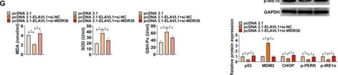 MDM2 (D1V2Z) Rabbit Monoclonal Antibody | Cell Signaling Technology