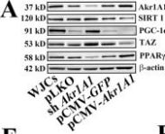 Reactive oxygen species regulate adipose-osteogenic lineage commitment of human mesenchymal stem cells by modulating gene expression of C/EBP homology protein and aldo-keto reductase family 1 member A1.