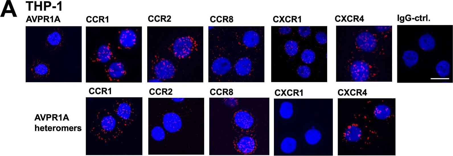 Fig.2.A showing Immunocytochemistry-immunofluorescence in a Homo sapiens (Human) sample from the publication: Chemokine receptor hetero-oligomers regulate monocyte chemotaxis.