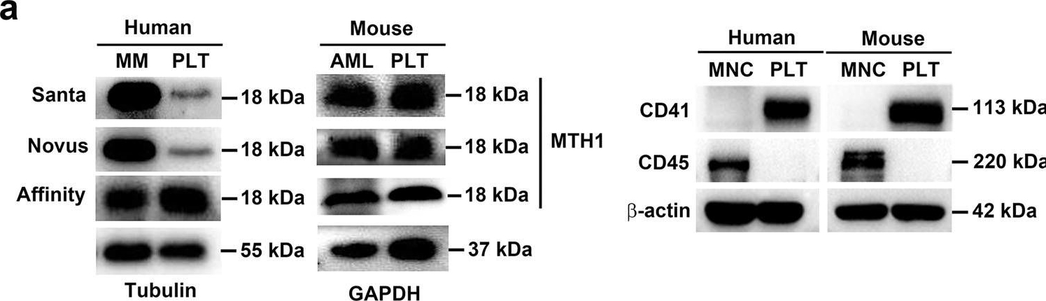 Fig.1.A showing Western Blotting in a Homo sapiens (Human) sample from the publication: MTH1 protects platelet mitochondria from oxidative damage and regulates platelet function and thrombosis.