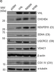 Fig.4.C showing Western Blotting from the publication: VHL-Mediated Regulation of CHCHD4 and Mitochondrial Function.