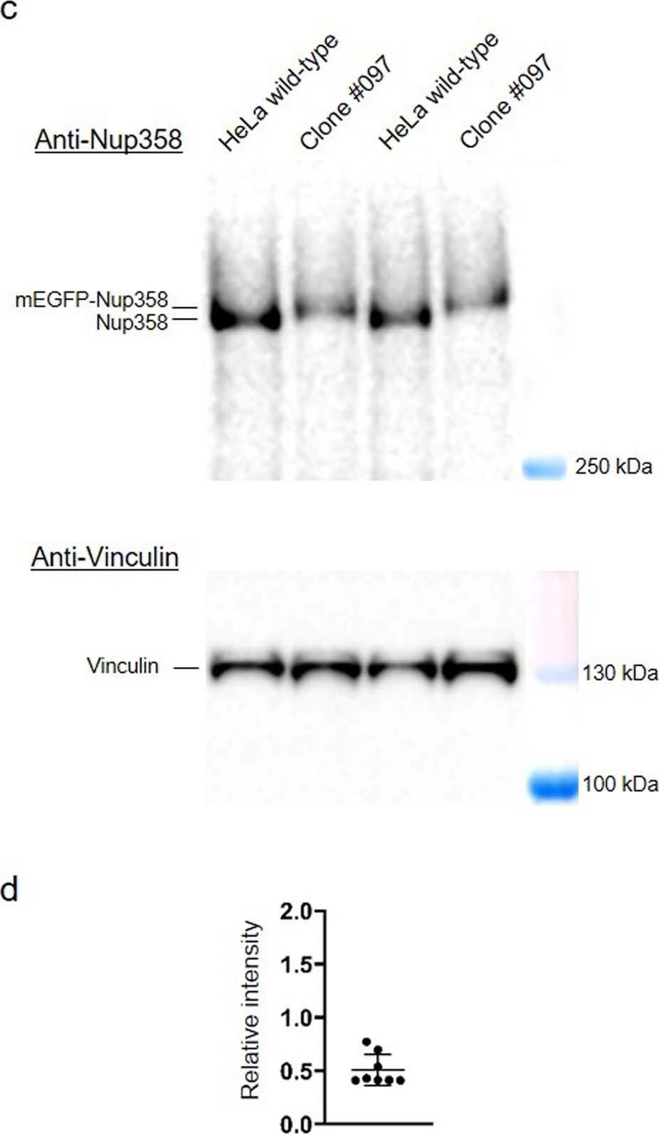 Fig.2.C showing Western Blotting in a Homo sapiens (Human) sample from the publication: A quantitative map of nuclear pore assembly reveals two distinct mechanisms.