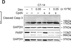 Fig.3.D showing Western Blotting from the publication: Effect of combining glucocorticoids with Compound A on glucocorticoid receptor responsiveness in lymphoid malignancies.