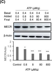 Fig.5.C showing Western Blotting in a Mus musculus (House mouse) sample from the publication: ATP reduces mitochondrial MECR protein in liver of diet-induced obese mice in mechanism of insulin resistance.
