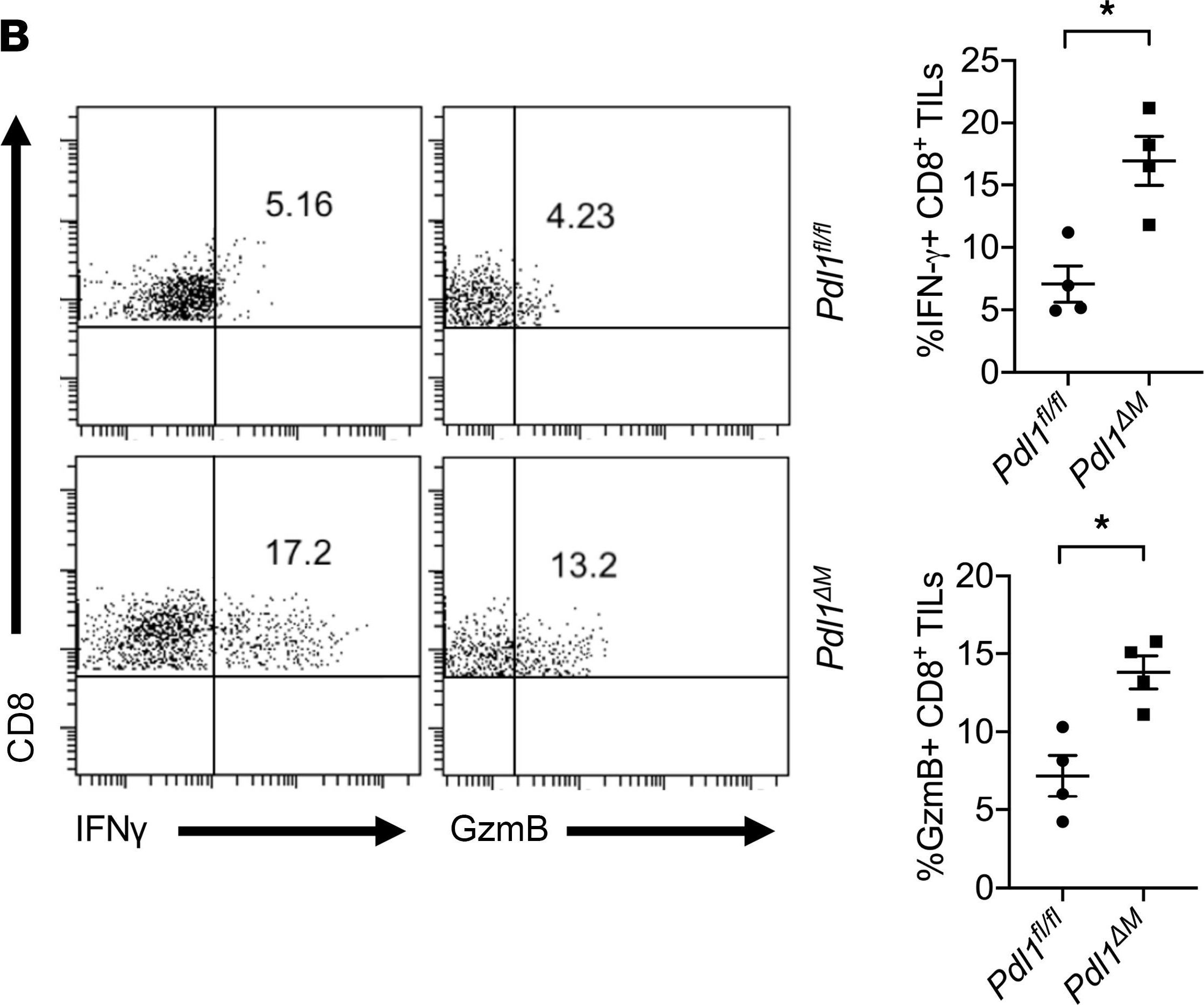 Fig.4.B showing Flow cytometry/Cell sorting in a Mus musculus (House mouse) sample from the publication: Hedgehog-induced PD-L1 on tumor-associated macrophages is critical for suppression of tumor-infiltrating CD8+ T cell function.