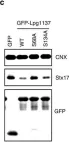 Fig.3.C showing Western Blotting in a Mus musculus (House mouse) sample from the publication: Legionella effector Lpg1137 shuts down ER-mitochondria communication through cleavage of syntaxin 17.