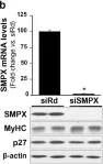 Fig.7.B showing Western Blotting in a Homo sapiens (Human) sample from the publication: The nuclear receptor NOR-1 regulates the small muscle protein, X-linked (SMPX) and myotube differentiation.