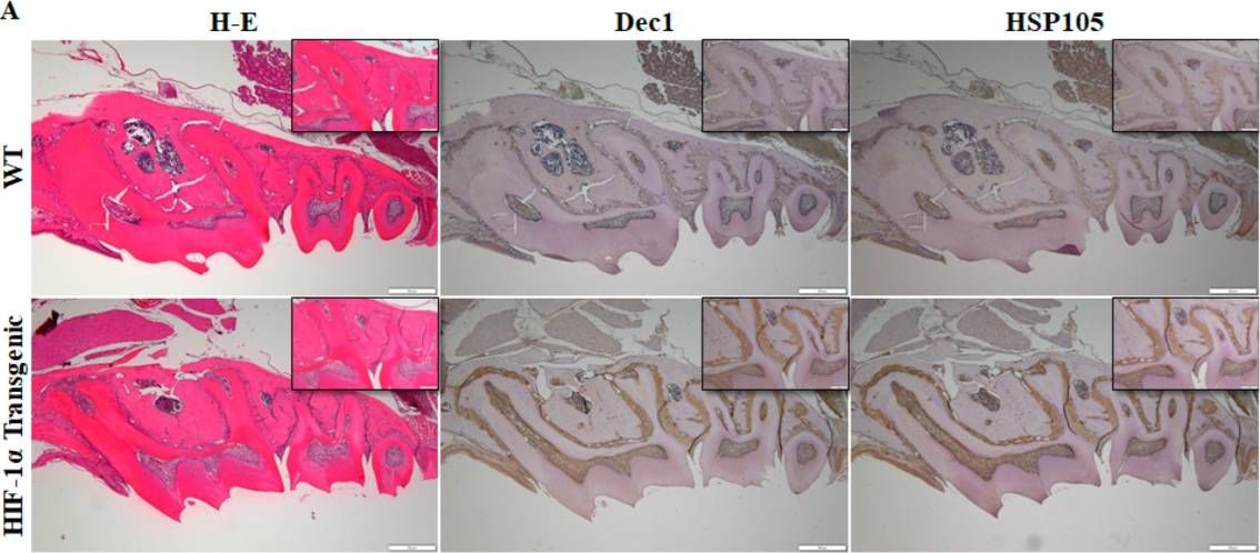 Fig.5.A showing Immunohistochemistry in a Mus musculus (House mouse) sample from the publication: Ribosomal Stress Couples with the Hypoxia Response in Dec1-Dependent Orthodontic Tooth Movement.