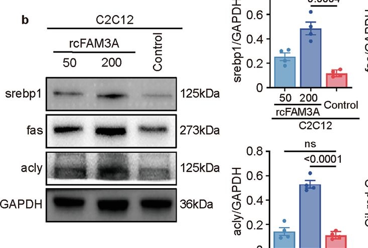 Fig.2.H showing Western Blotting in a Mus musculus (House mouse) sample from the publication: FAM3A drives uncoupling of muscle lipid accumulation and insulin resistance depending on insulin receptor.