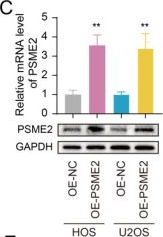 Fig.7.C showing Western Blotting in a Homo sapiens (Human) sample from the publication: PSME2 offers value as a biomarker of M1 macrophage infiltration in pan-cancer and inhibits osteosarcoma malignant phenotypes.