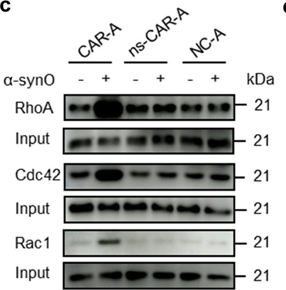 Fig.2.C showing Western Blotting in a Homo sapiens (Human) sample from the publication: Attenuating α-synuclein pathology in mice with in situ engineered astrocytes.