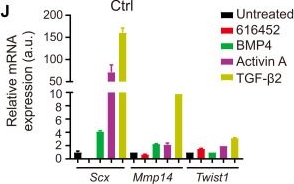 Fig.5.J from the publication: Follistatin promotes LIN28B-mediated supporting cell reprogramming and hair cell regeneration in the murine cochlea.
