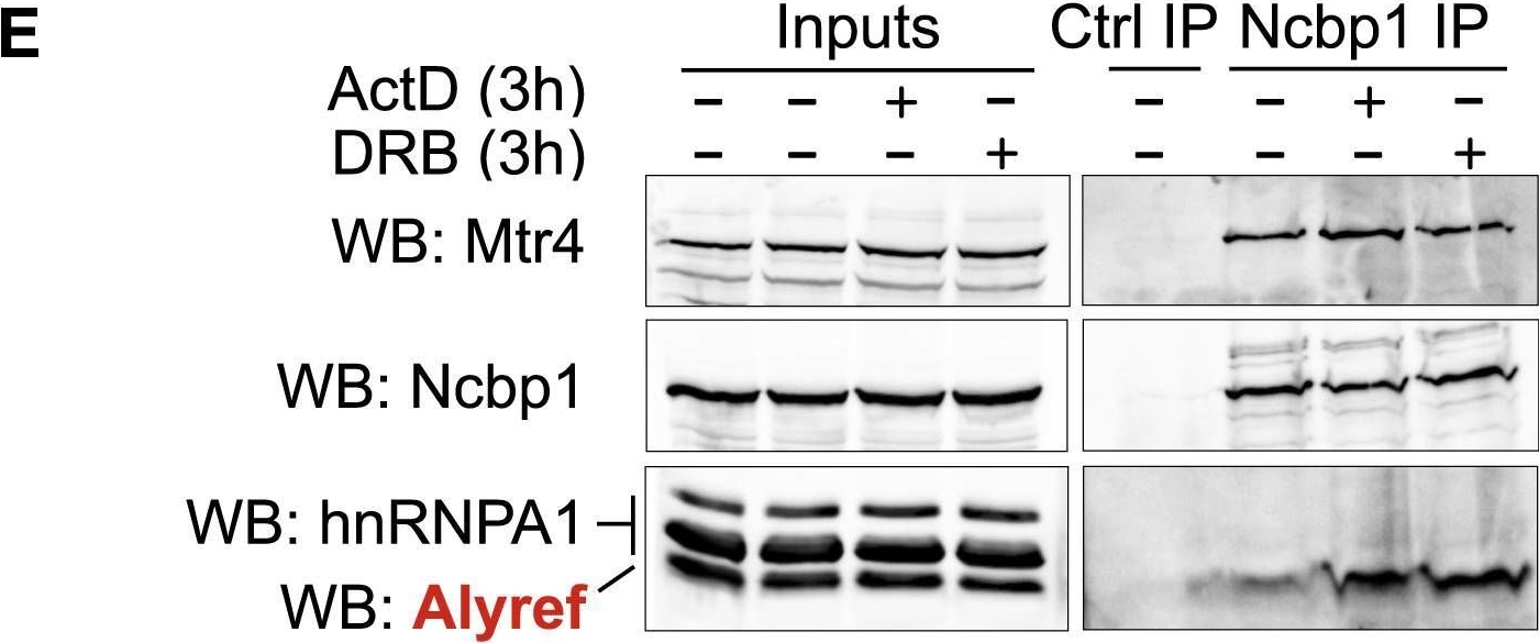 Fig.6.E showing Western Blotting in a Homo sapiens (Human) sample from the publication: Co-transcriptional Loading of RNA Export Factors Shapes the Human Transcriptome.