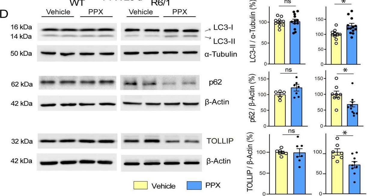 Dopamine Receptor D3 Induces Transient, mTORC1-Dependent Autophagy That Becomes Persistent, AMPK-Mediated, and Neuroprotective in Experimental Models of Huntington's Disease.