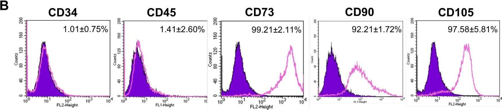 Fig.1.B showing Flow cytometry/Cell sorting in a Homo sapiens (Human) sample from the publication: The Human Placental Amniotic Membrane Mesenchymal-Stromal-Cell-Derived Conditioned Medium Inhibits Growth and Promotes Apoptosis of Human Cholangiocarcinoma Cells In Vitro and In Vivo by Suppressing IL-6/JAK2/STAT3 Signaling.
