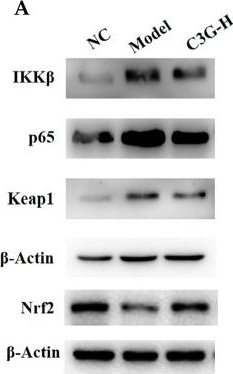 Fig.8.A showing Western Blotting in a Mus musculus (House mouse) sample from the publication: Cyanidin-3-O-Glucoside Protects Against Cognitive Impairment in D-Galactose-Induced Aging Mice by Regulating Nrf2 and NF-κB Pathways.