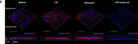Fig.6.A showing Immunohistochemistry-immunofluorescence from the publication: Leukocytospermia induces intraepithelial recruitment of dendritic cells and increases SIV replication in colorectal tissue explants.