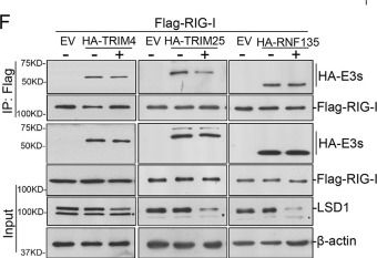 Fig.5.F showing Western Blotting from the publication: Histone demethylase LSD1 promotes RIG-I poly-ubiquitination and anti-viral gene expression.