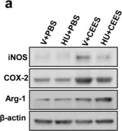 Fig.4.A showing Western Blotting in a Mus musculus (House mouse) sample from the publication: Cannabinoid-2 Receptor Activation Attenuates Sulfur Mustard Analog 2-Chloroethyl-Ethyl-Sulfide-Induced Acute Lung Injury in Mice.