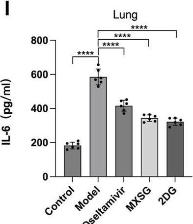 Fig.2.I showing Enzyme-linked immunosorbent assay from the publication: Pharmacological mechanisms of Ma Xing Shi Gan Decoction in treating influenza virus-induced pneumonia: intestinal microbiota and pulmonary glycolysis.