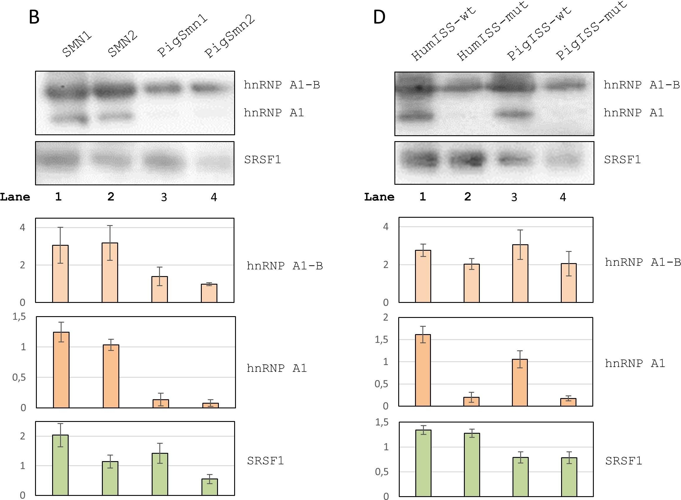 Fig.4.B,D showing Western Blotting in a Homo sapiens (Human) sample from the publication: Absence of an intron splicing silencer in porcine Smn1 intron 7 confers immunity to the exon skipping mutation in human SMN2.