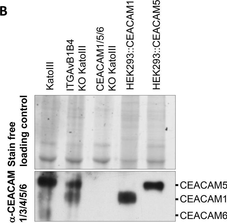 Fig.4.B showing Western Blotting in a Homo sapiens (Human) sample from the publication: Integrin but not CEACAM receptors are dispensable for Helicobacter pylori CagA translocation.