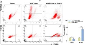 F4/80 (BM8.1) Rat Monoclonal Antibody (APC Conjugate) | Cell