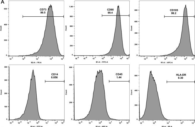 Fig.1.A showing Flow cytometry/Cell sorting in a Homo sapiens (Human) sample from the publication: Therapeutic efficacy of intra-articular injection of human adipose-derived mesenchymal stem cells in a sheep model of knee osteoarthritis.