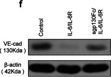 Fig.6.F showing Western Blotting from the publication: Interleukin-6 Downregulates the Expression of Vascular Endothelial-Cadherin and Increases Permeability in Renal Glomerular Endothelial Cells via the Trans-Signaling Pathway.