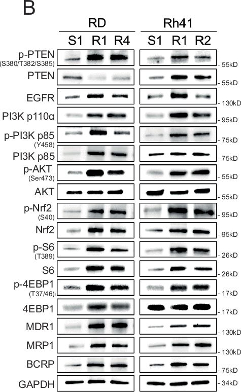 Fig.3.B showing Western Blotting from the publication: The PIK3CA/AKT pathway drives therapy resistance in rhabdomyosarcoma.