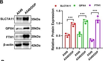 Fig.1.B showing Western Blotting in a Homo sapiens (Human) sample from the publication: PCK2 Inhibition Reverses Cisplatin Resistance of Non-Small Cell Lung Cancer by Triggering Ferroptosis.