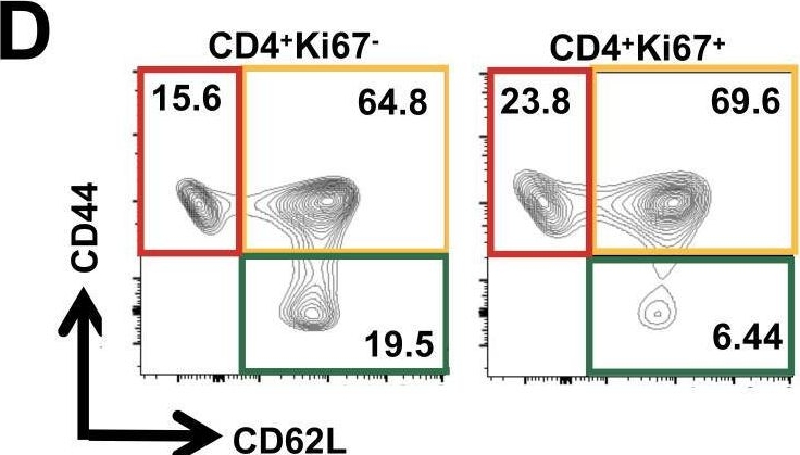 Fig.6.D showing Flow cytometry/Cell sorting in a Mus musculus (House mouse) sample from the publication: T lymphocyte-dependent IL-10 down-regulates a cytokine storm driven by Toxoplasma gondii GRA24.