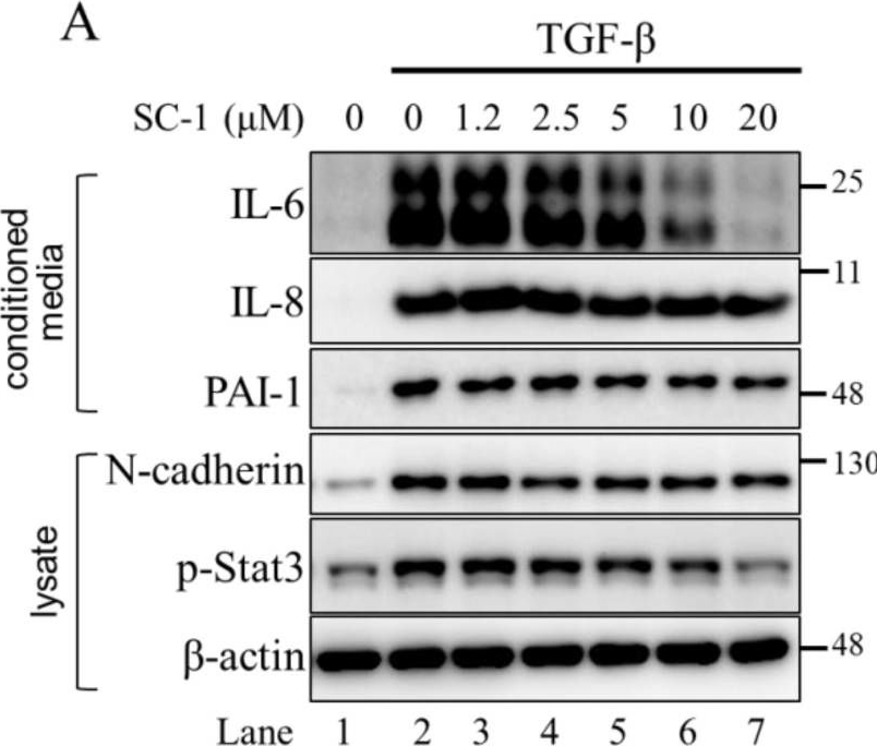Fig.3.A showing Western Blotting in a Homo sapiens (Human) sample from the publication: Suppression of TGFβ-Induced Interleukin-6 Secretion by Sinulariolide from Soft Corals through Attenuation of the p38-NF-kB Pathway in Carcinoma Cells.