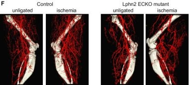 Fig.6.F showing Immunohistochemistry-immunofluorescence from the publication: Latrophilin-2 mediates fluid shear stress mechanotransduction at endothelial junctions.