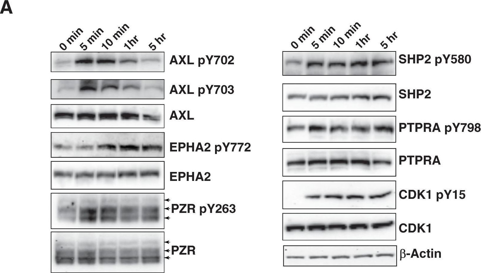 Fig.6.A showing Western Blotting from the publication: Quantitative Tyrosine Phosphoproteome Profiling of AXL Receptor Tyrosine Kinase Signaling Network.