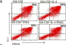Fig.2.A showing Flow cytometry/Cell sorting from the publication: MicroRNA-200c Promotes Suppressive Potential of Myeloid-Derived Suppressor Cells by Modulating PTEN and FOG2 Expression.