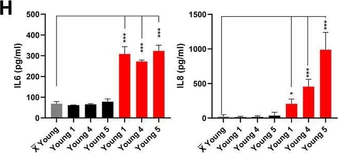 Fig.5.H showing Enzyme-linked immunosorbent assay from the publication: Systematic estimation of biological age of in vitro cell culture systems by an age-associated marker panel.