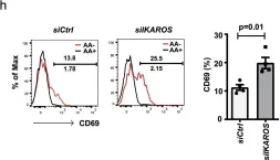 Fig.7.H showing Flow cytometry/Cell sorting from the publication: Arachidonic acid-regulated calcium signaling in T cells from patients with rheumatoid arthritis promotes synovial inflammation.